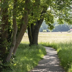LandschaftsparkWieseFrühling2_MartinGraf